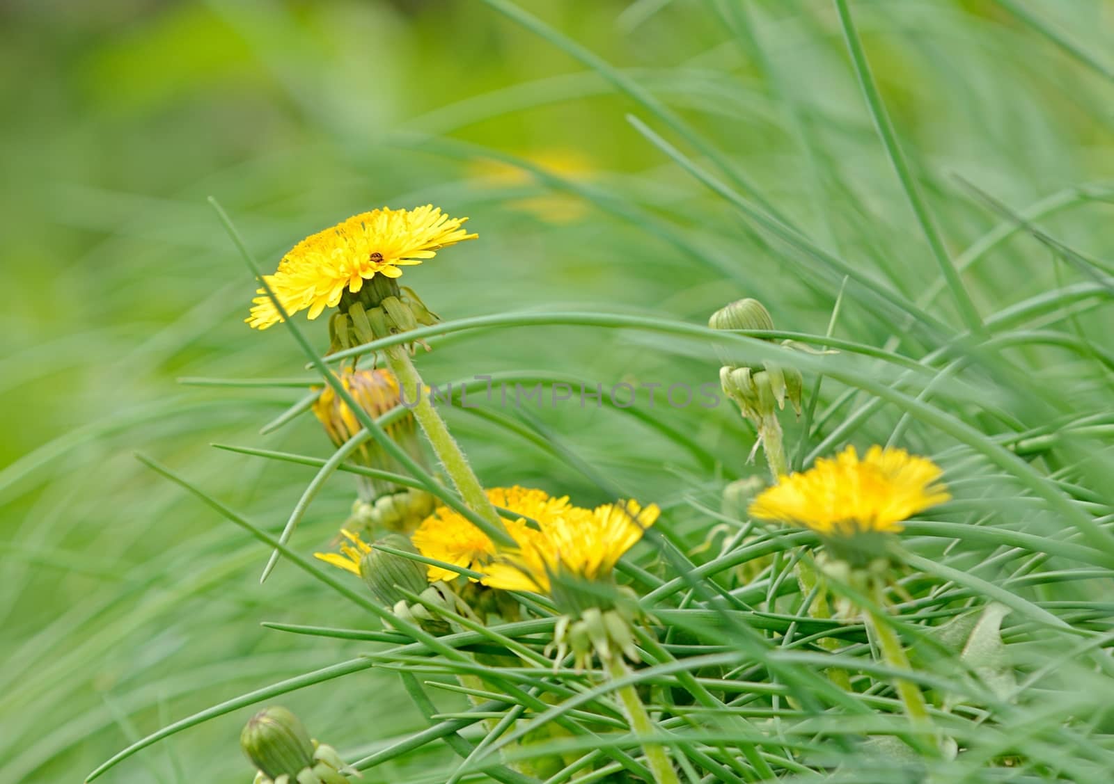 Closeup shot with yellow dandelion in the grass.