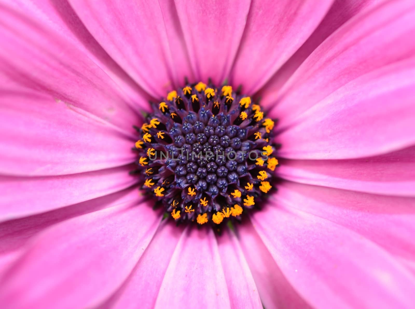 Macro background shot of purple bloom Osteospermum ecklonis.