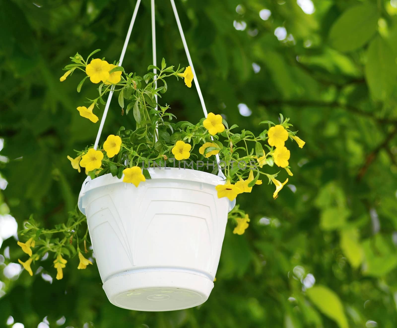 Million bells (Calibrachoa) flower by hamik