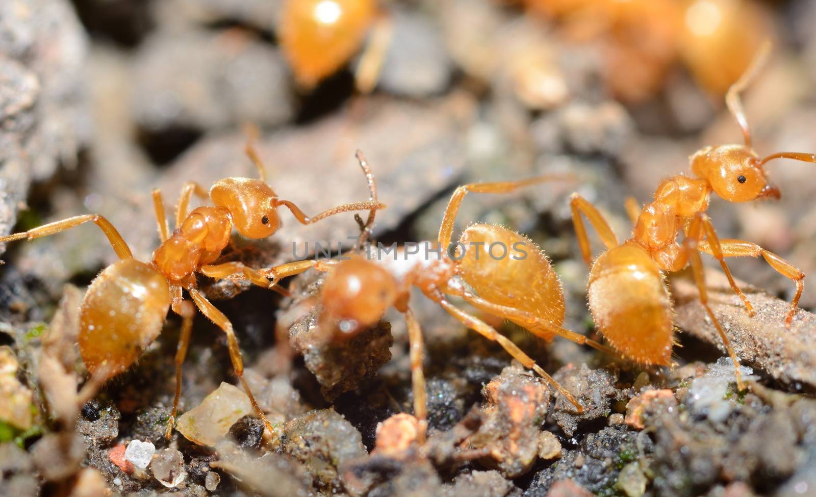 Yellow ants by hamik