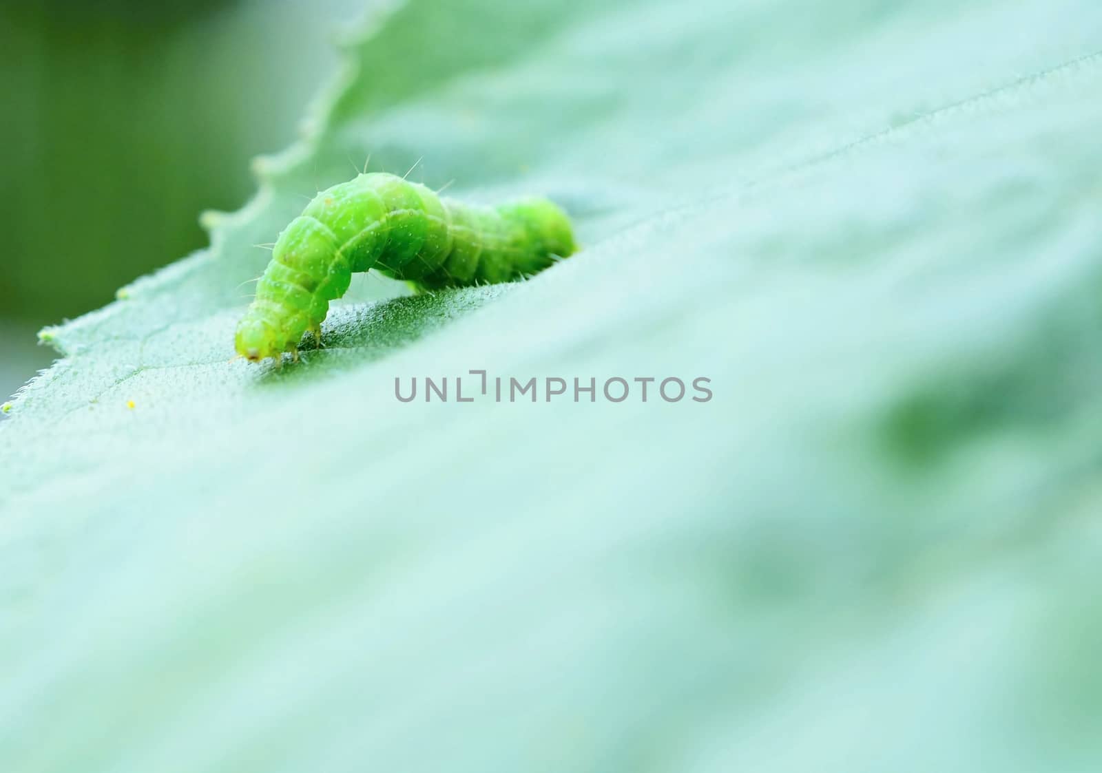 Small green caterpillar on the leaf. Macro shot.