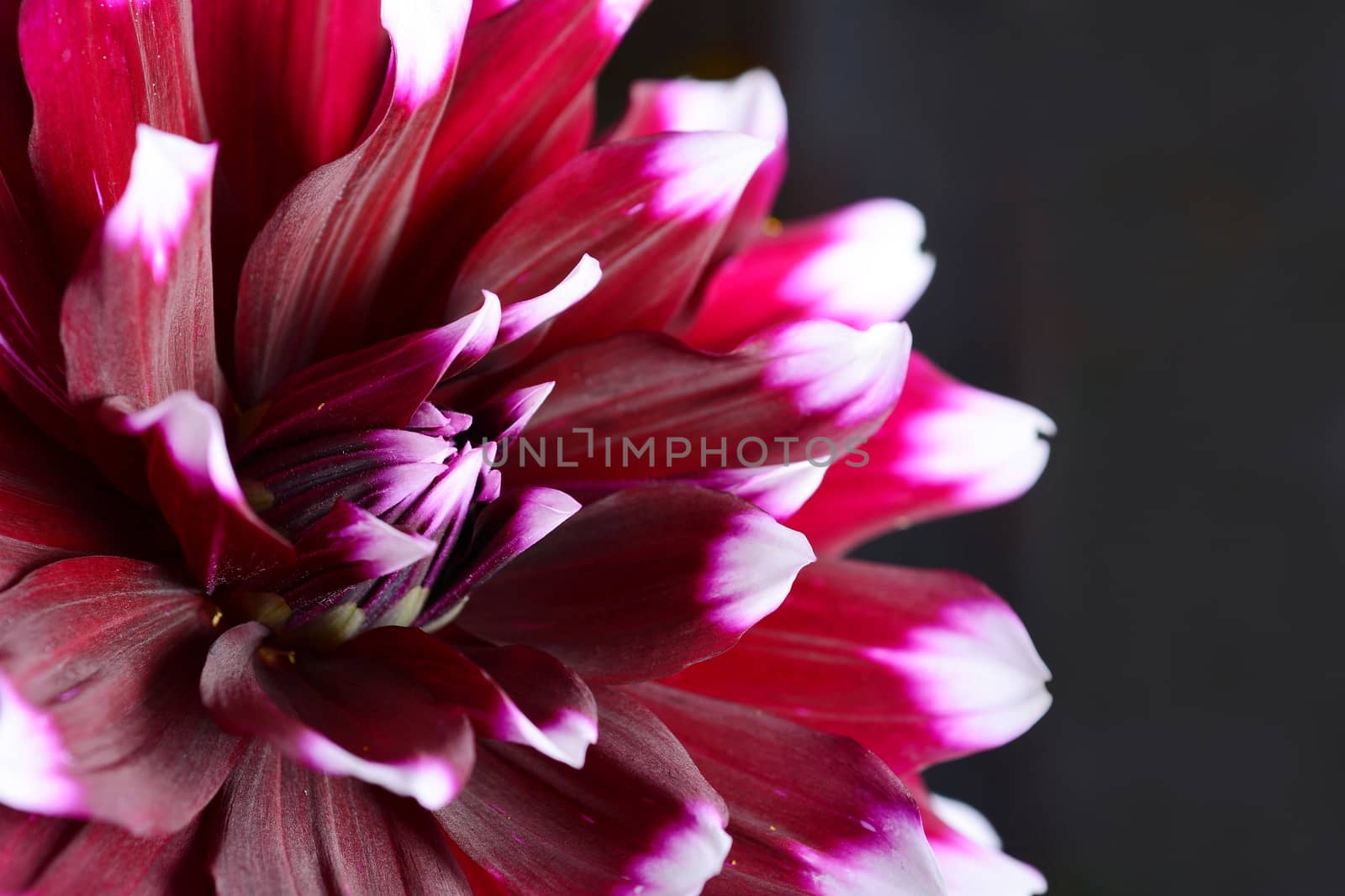 Low key shot with dark purple Dahlia flower on a black background.