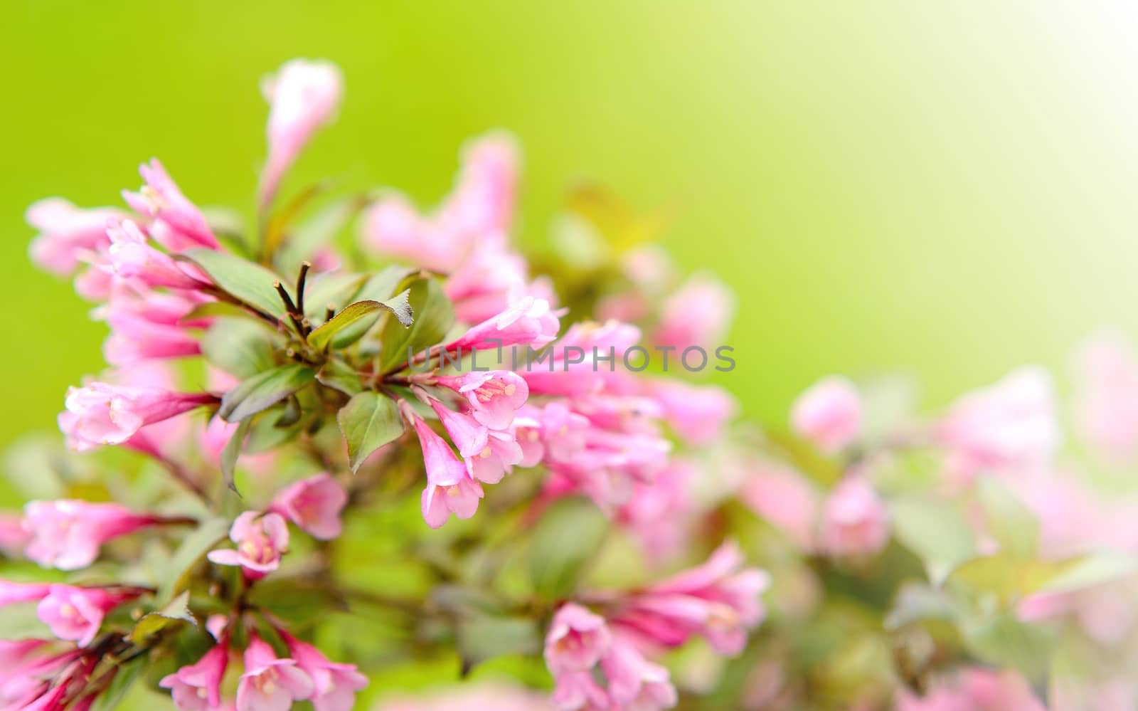 Closeup shot with pink bloom with green background.