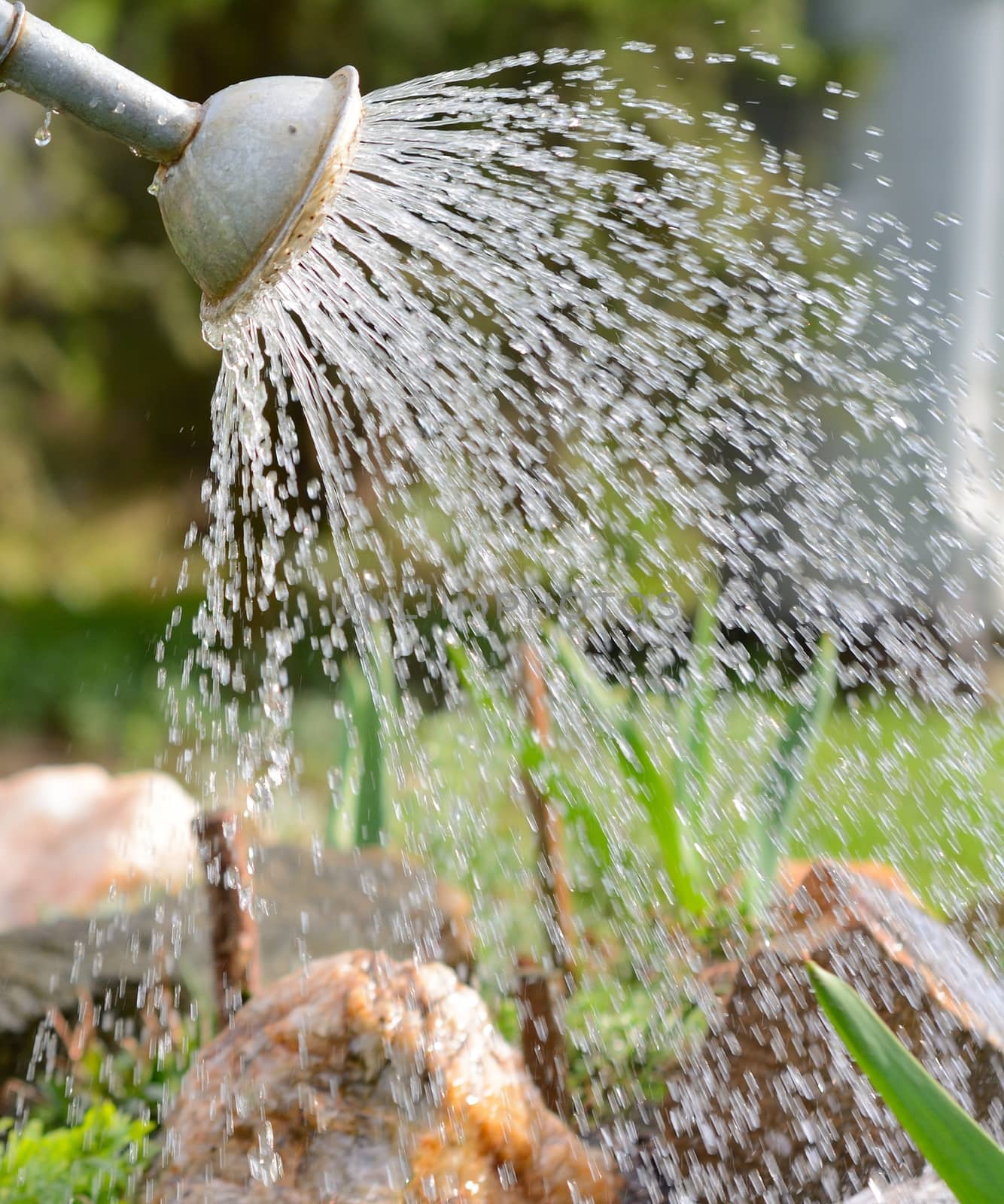 Closeup shot of old sheet can watering the flowers.