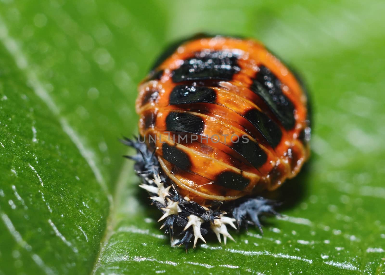 Extreme macro ladybug pupa on the green leaf.