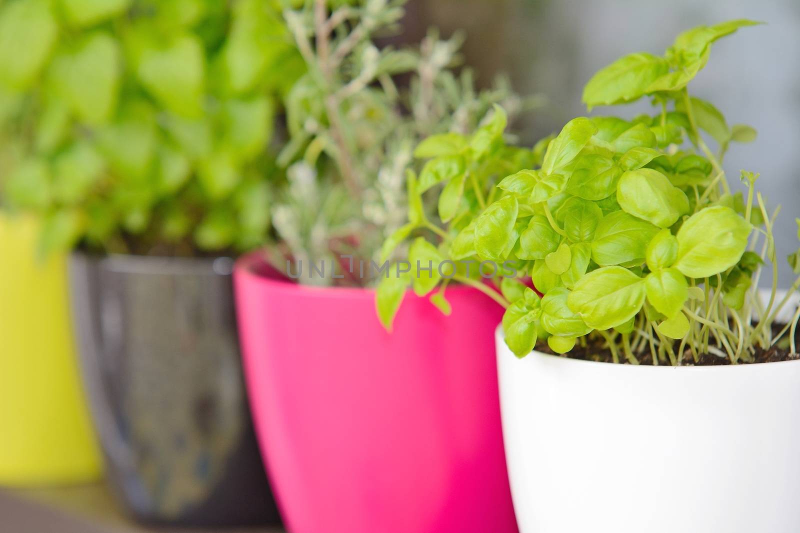 Closeup shot with herbs in color flowerpots.