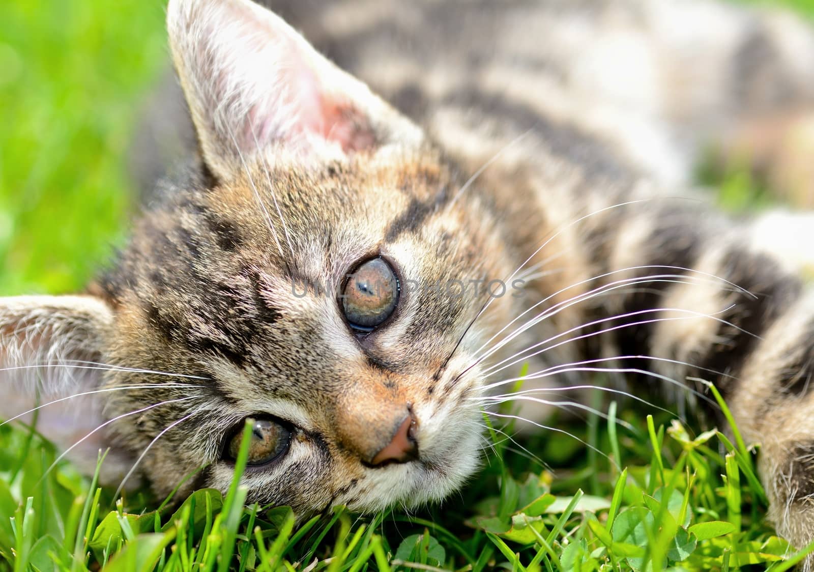 Closeup shot of cat's head. Focused on her beautiful eyes.