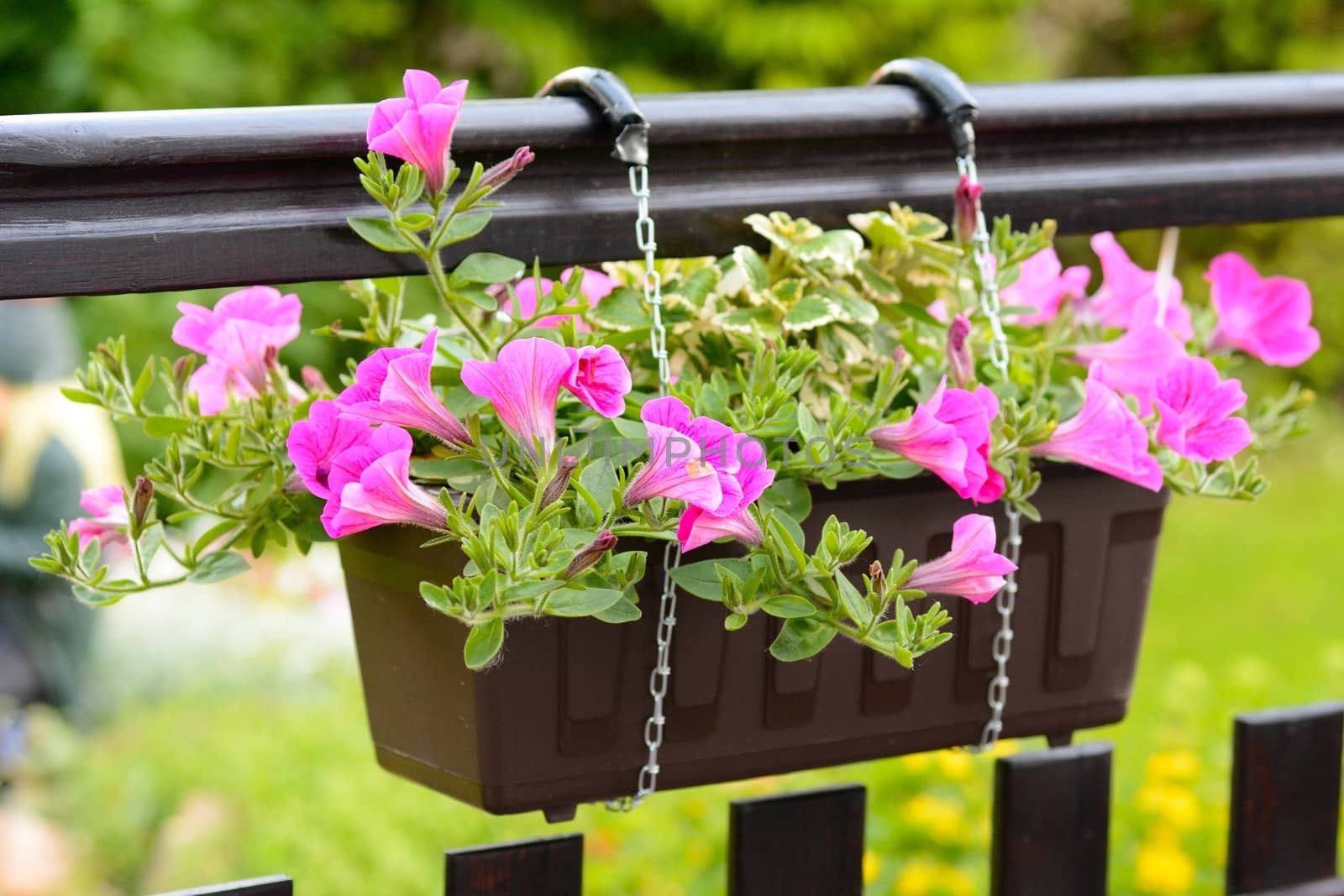 Pink Petunia Hybrida flower in the flowerpot.