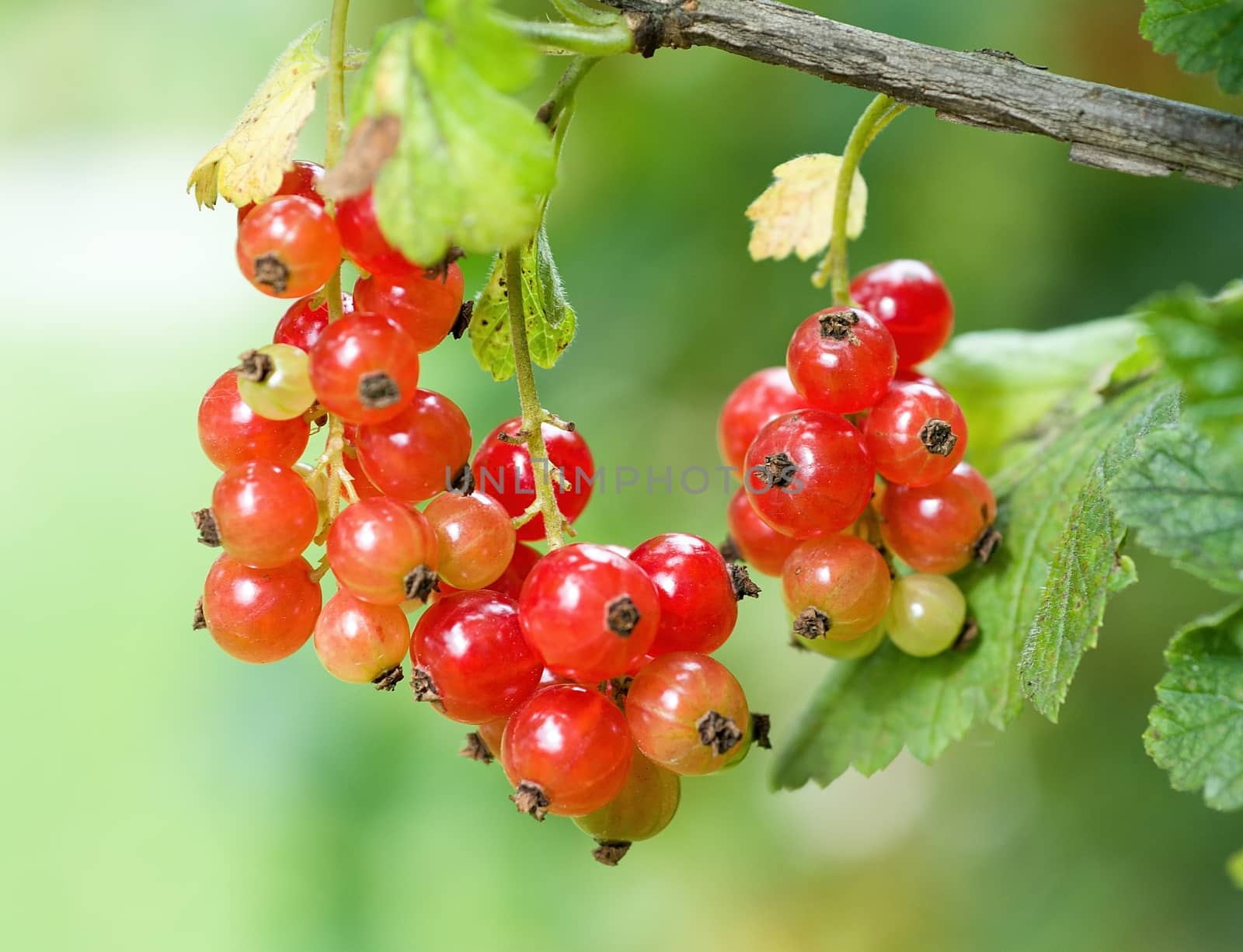 Red currant (Ribes rubrum) by hamik