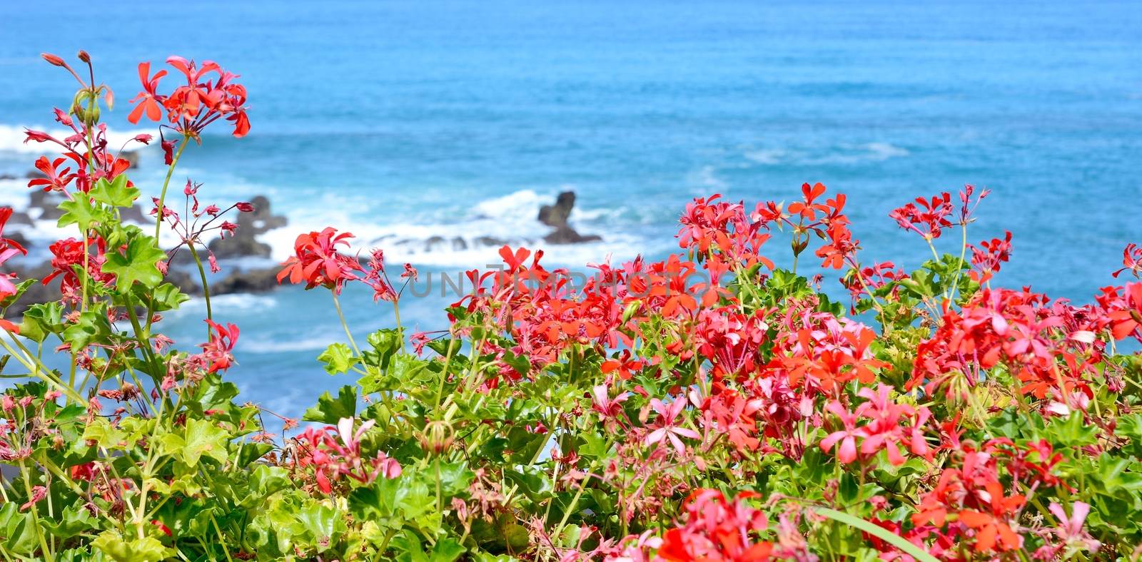 View of the ocean with red flowers in the foreground.