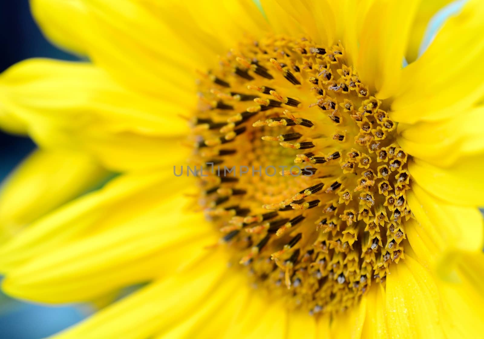 Sunflower by hamik