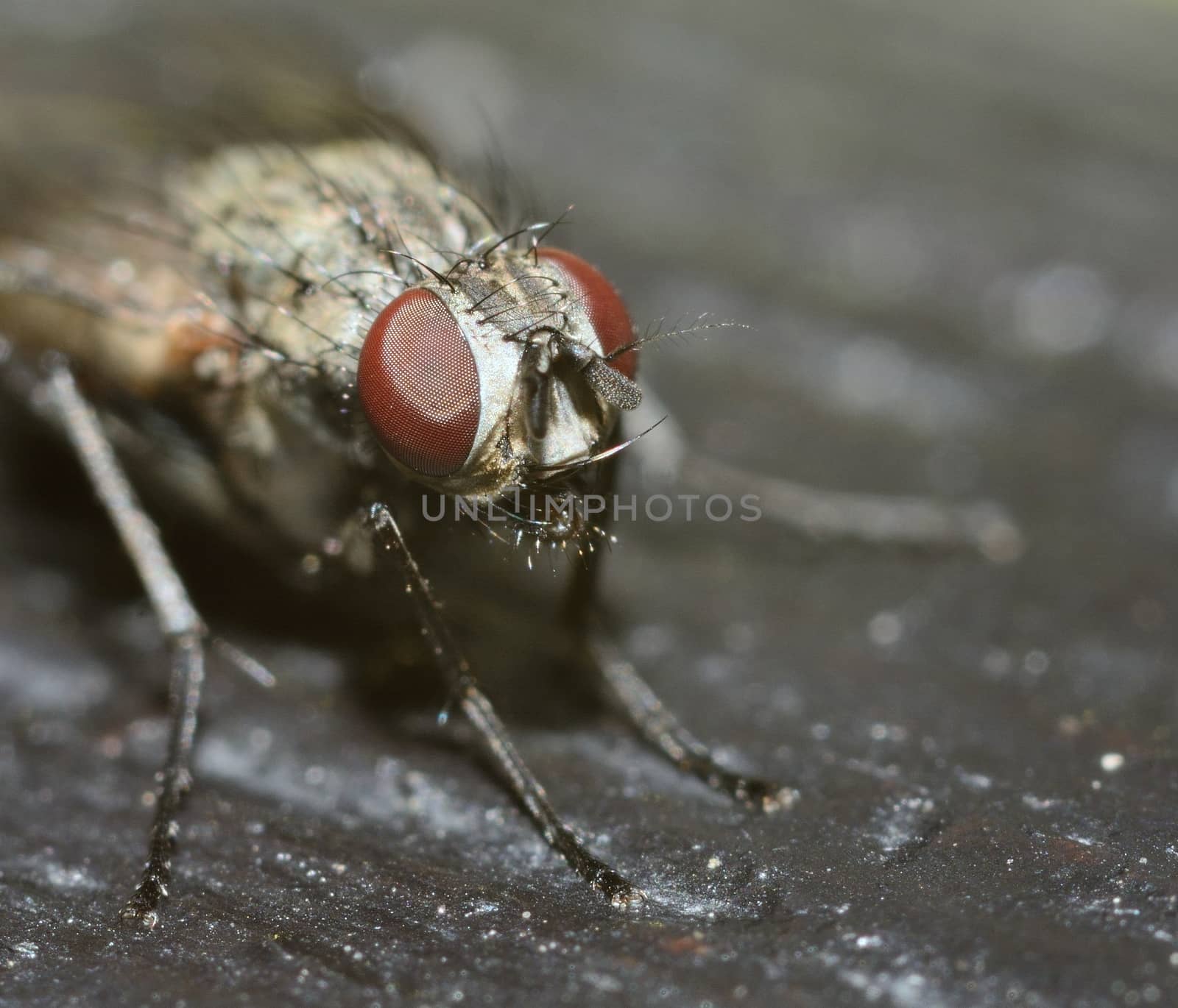 Macro shot of head ugly fly with dark background.