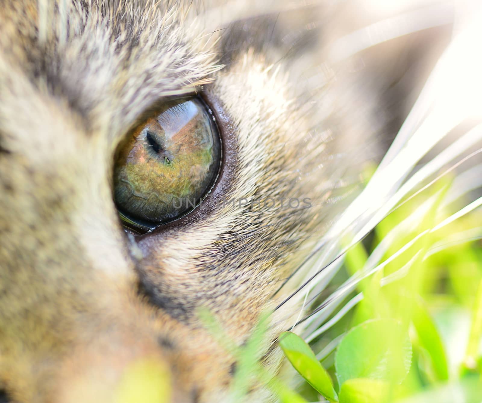 Closeup shot of young cat's eye.