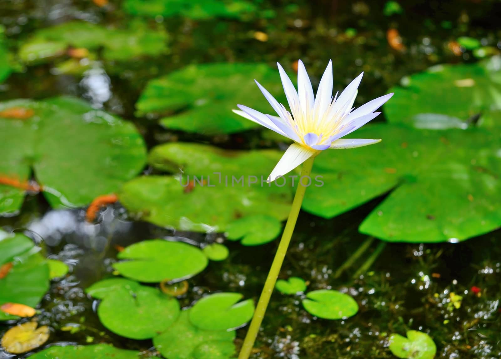 Waterlily by hamik