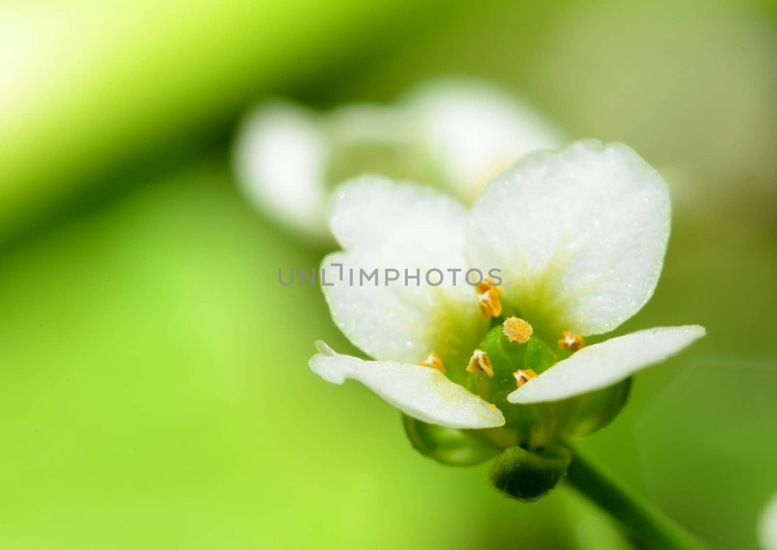 Extreme macro shot of the beautiful white blossom.