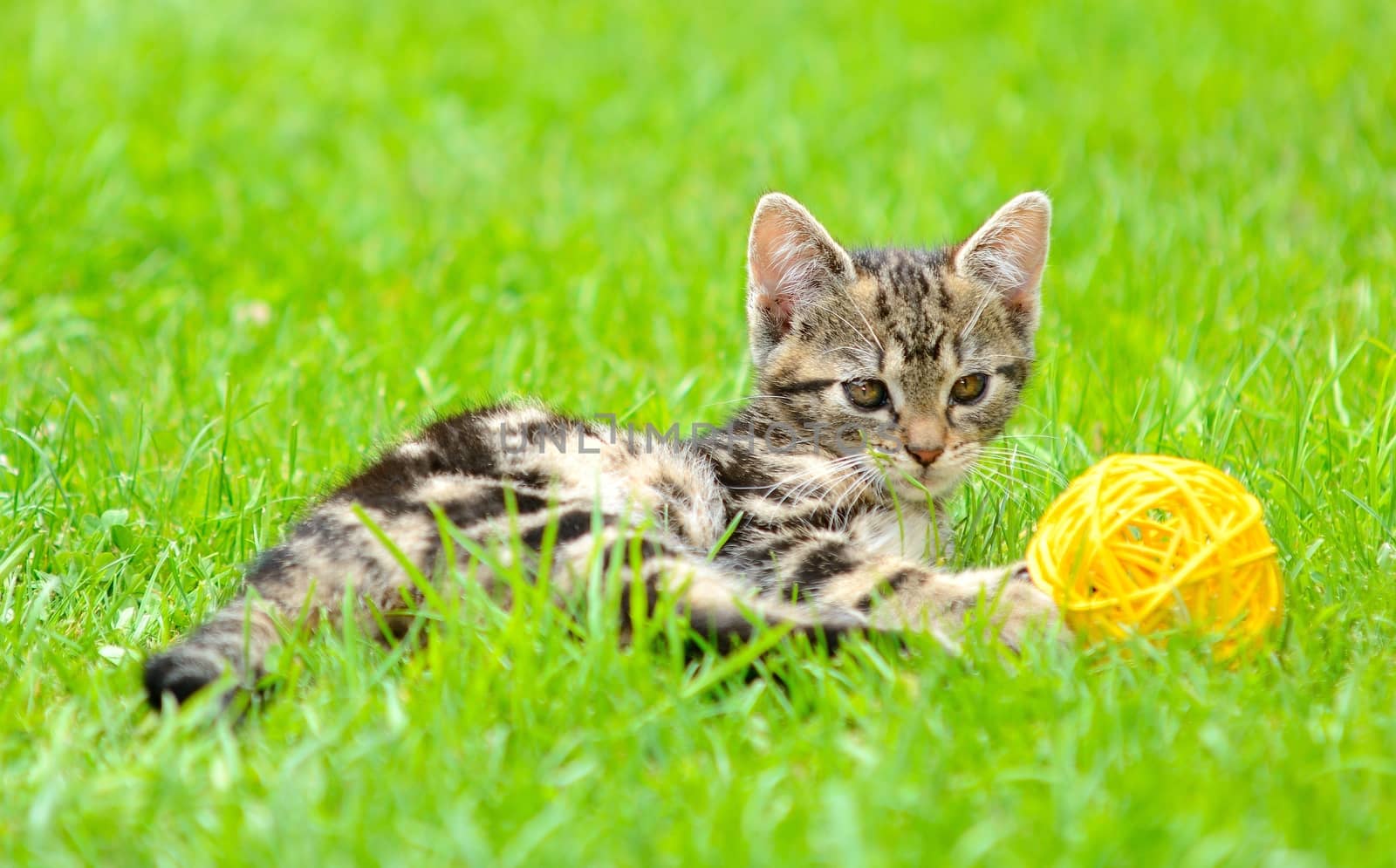 Small kitten is playing with ball in the garden.