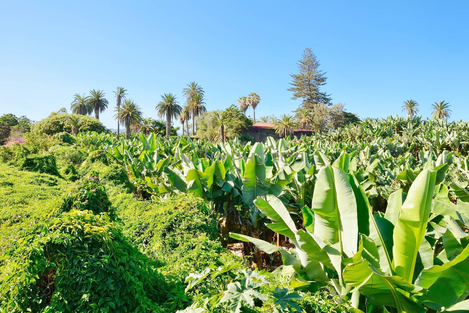 Banana plantation by hamik