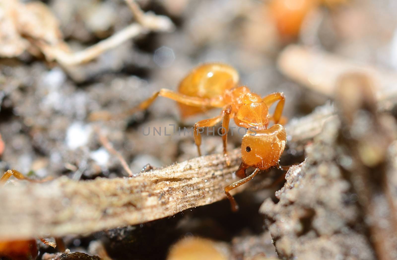 Yellow ant (Lasius Flavus) in anthill, extreme macro shot.