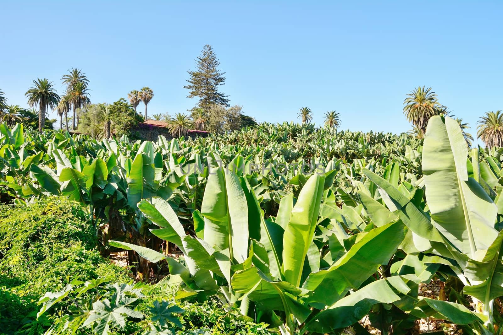 Wide angle shot of the banana plantation.