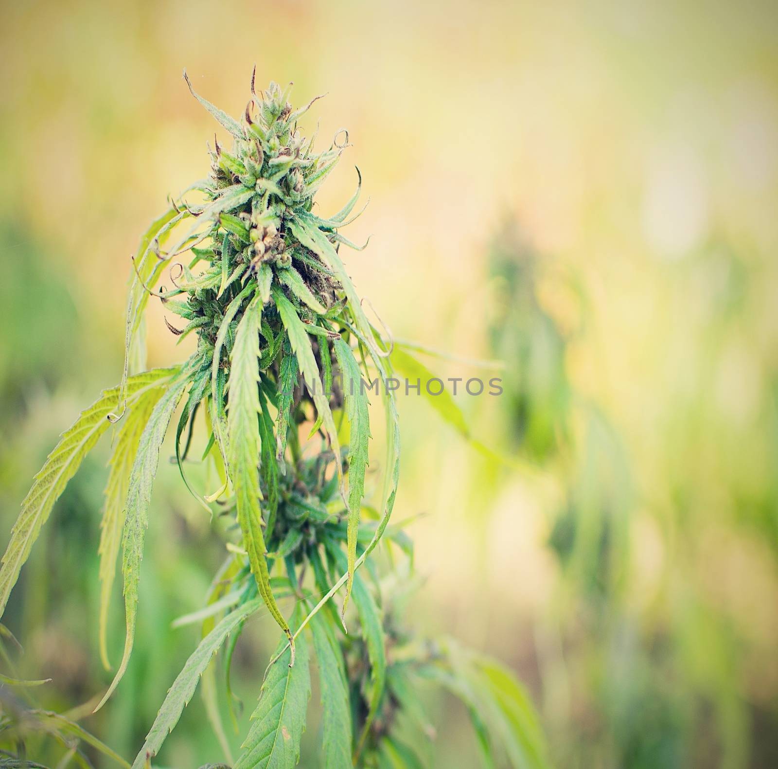 Closeup shot of the green Cannabis plant.