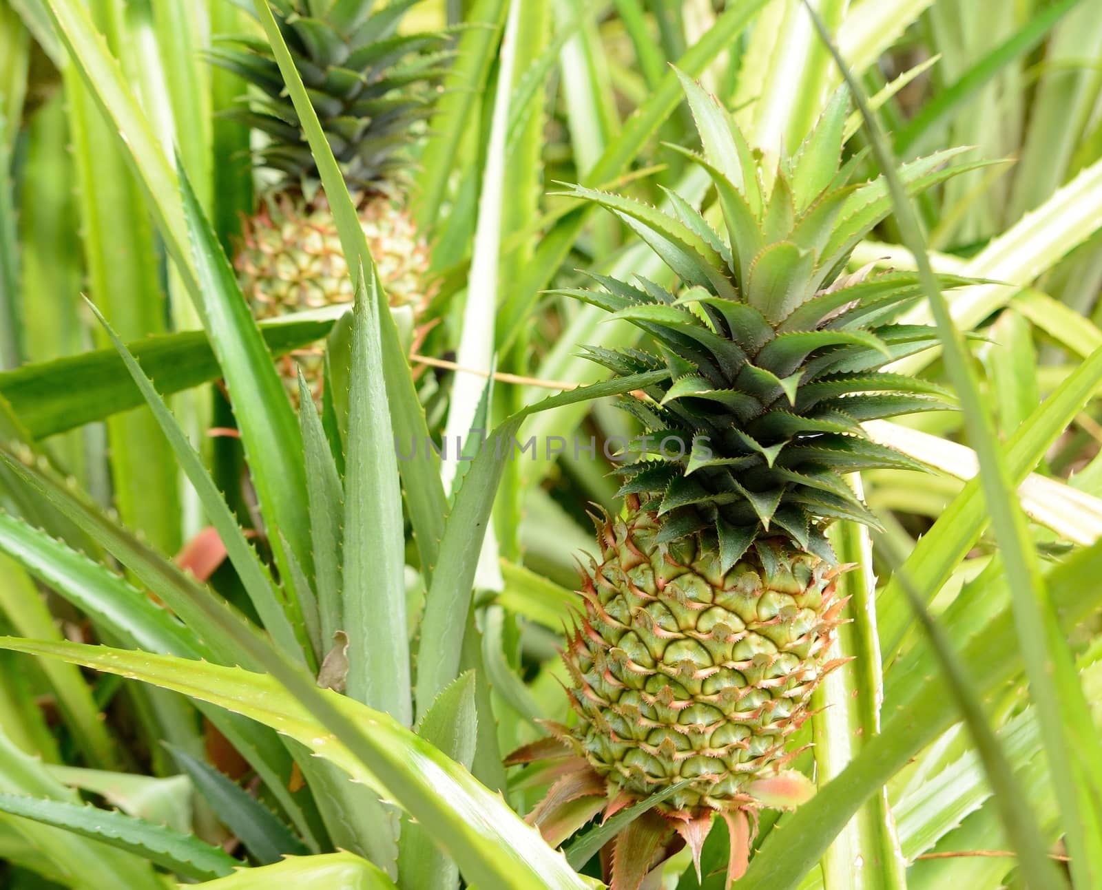 Pineapple plant by hamik