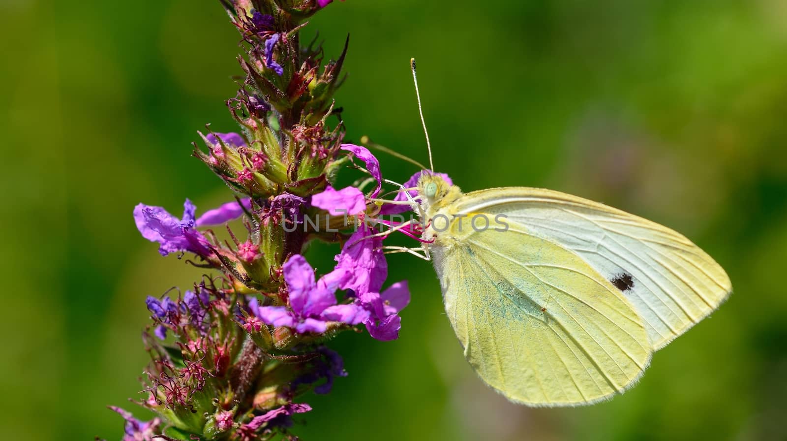 Cabbage white butterfly by hamik