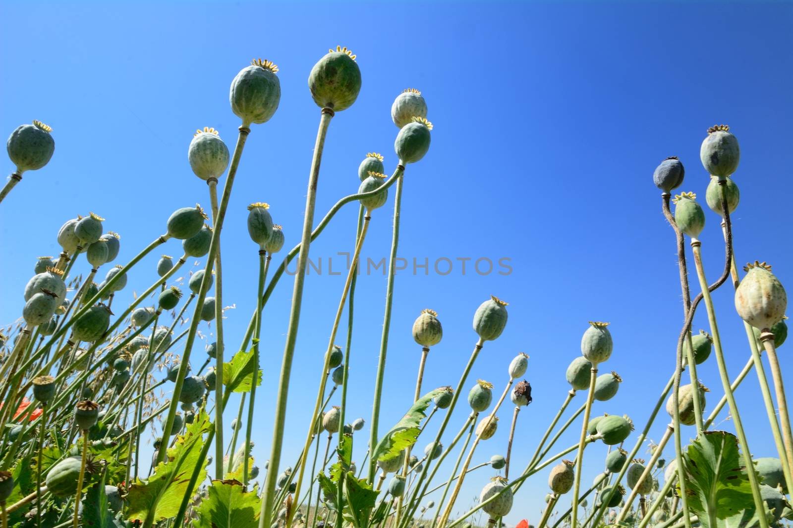 Poppyhead in the poppy field. View from the ground.