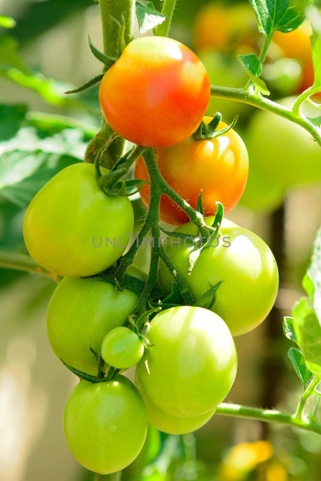 Bunch with unripe green tomatoes in the garden.