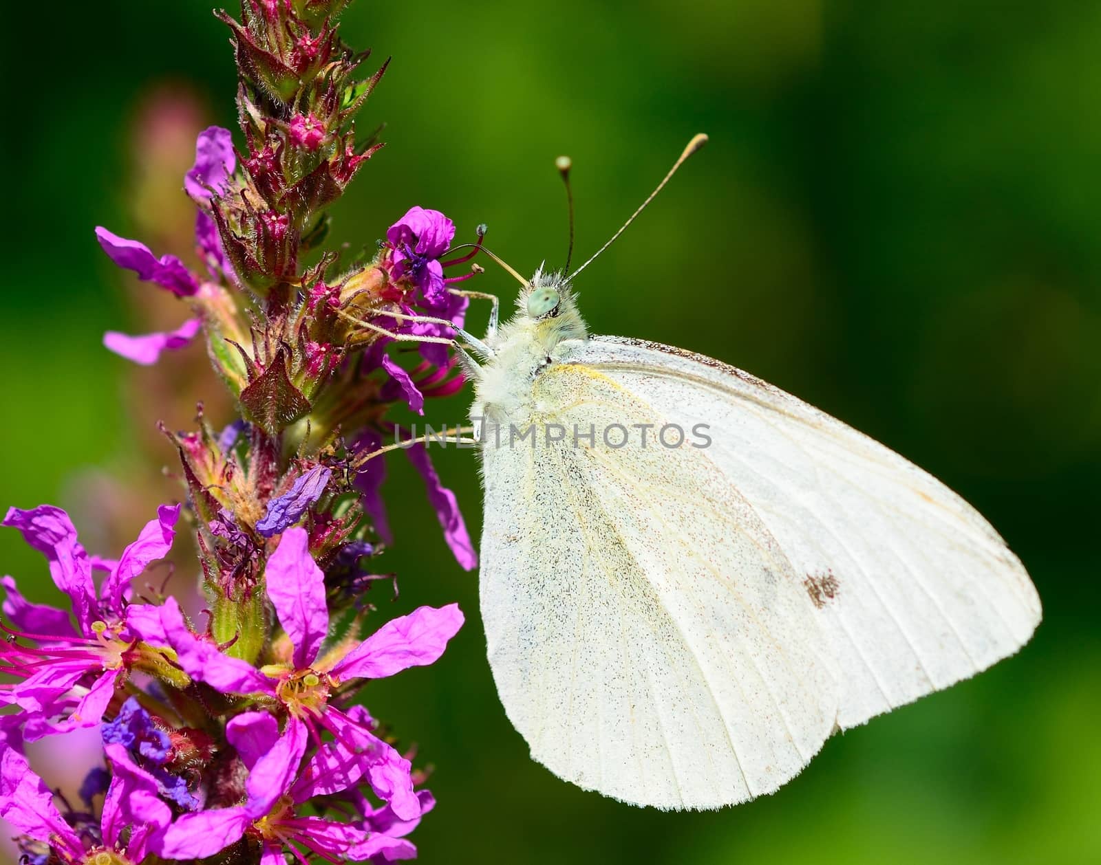 Beautiful Cabbage white butterfly feeds the nectar of the purple flower.