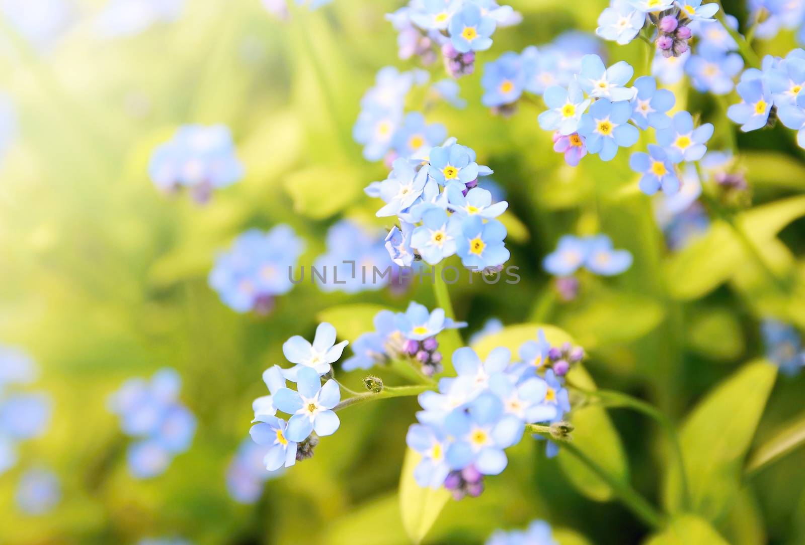 Forget me not plant by hamik