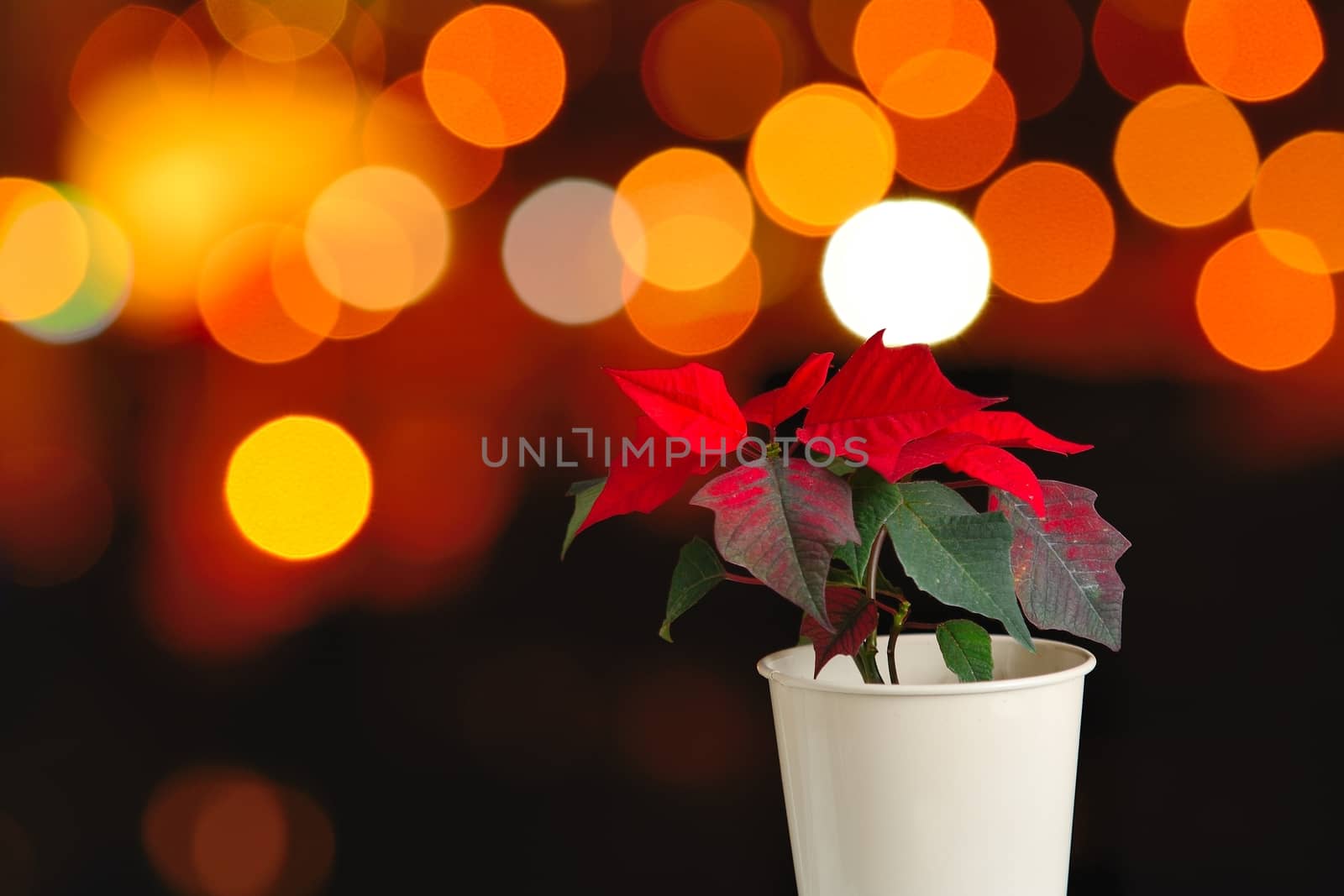 Euphorbia pulcherrima known as Christmas star (Poinsettia) with abstract orange background.