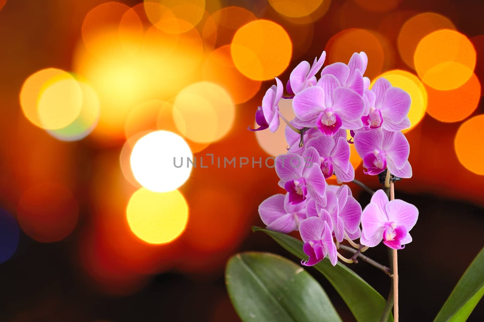 Closeup of the pink Orchid with background from the blurred orange lights.