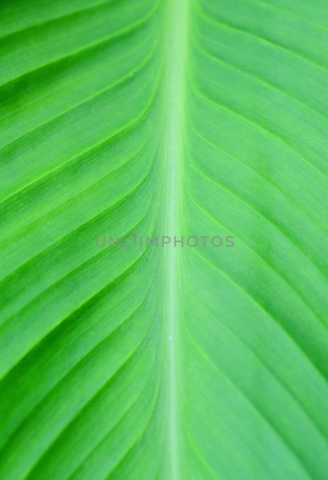 Abstract closeup shot of the green Canna (Canna Indica) leaf.