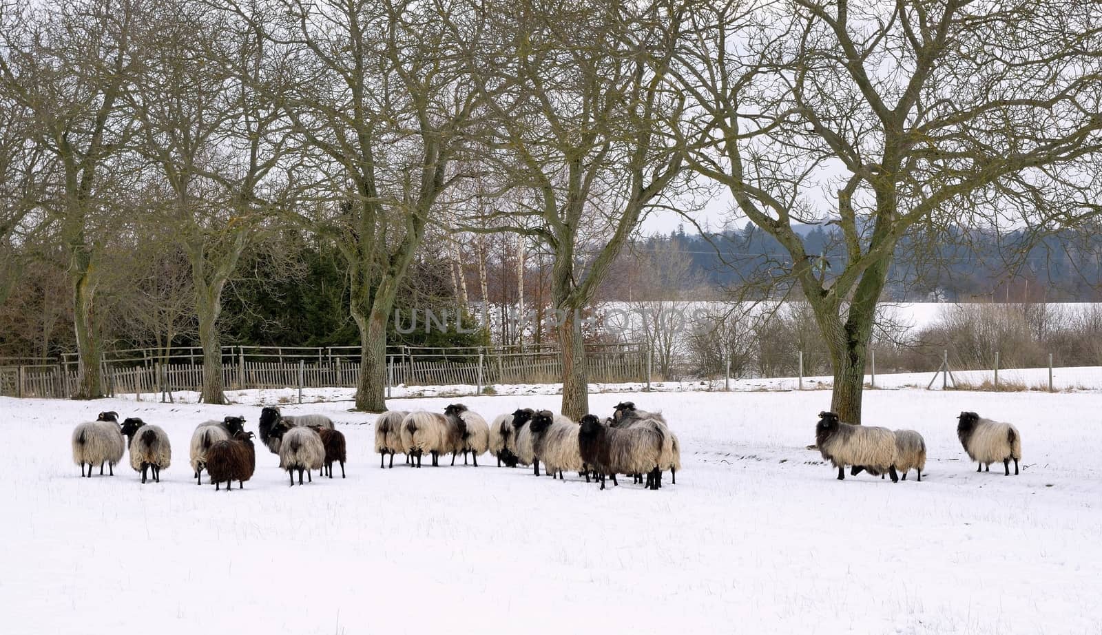 Sheep graze in a snowy garden in winter.