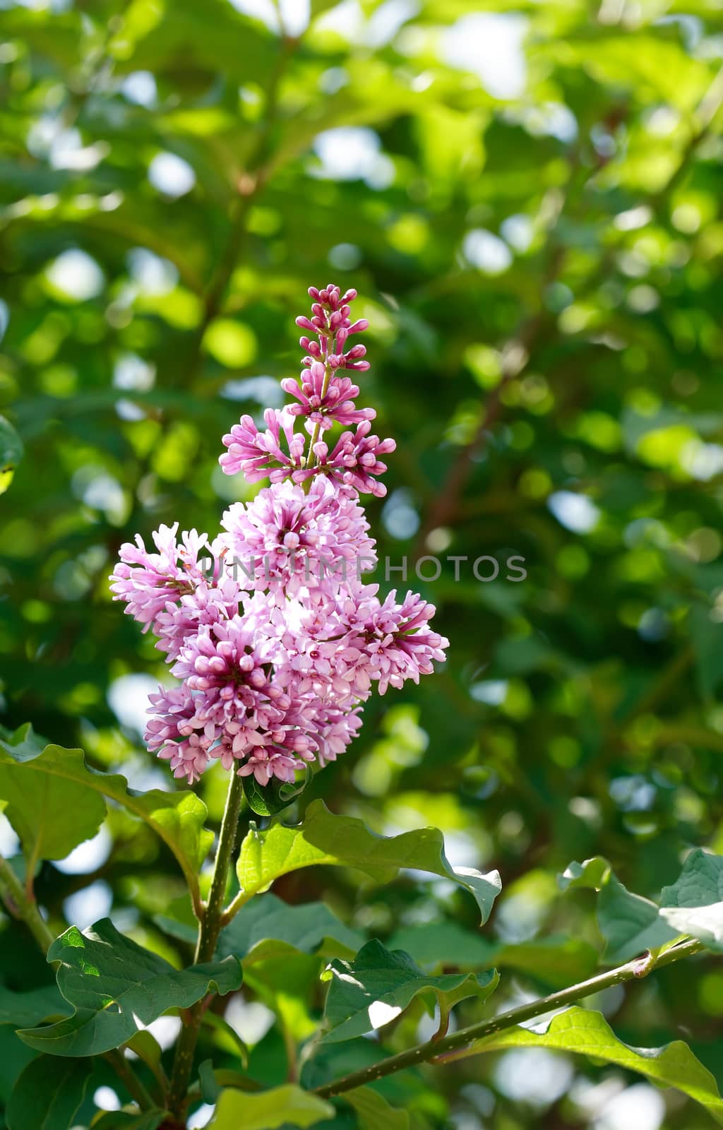 Closeup of purple lilac twig against green leaves background