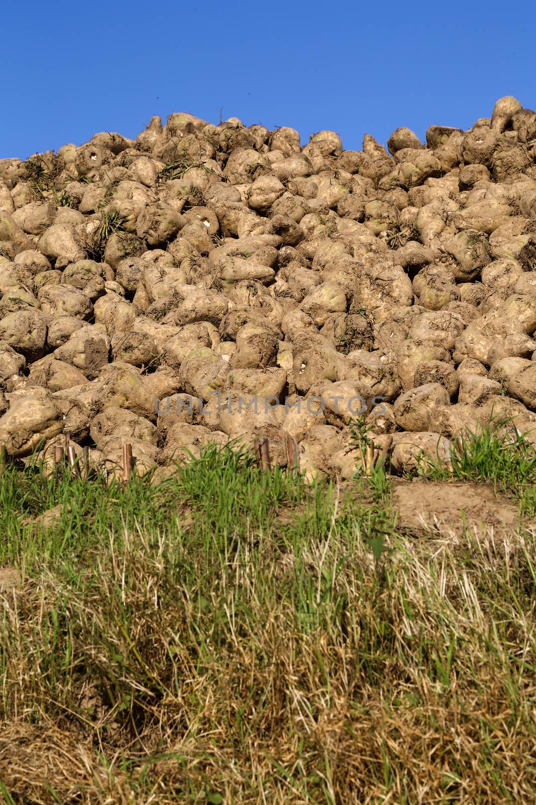 Pile of sugar beets by Kartouchken