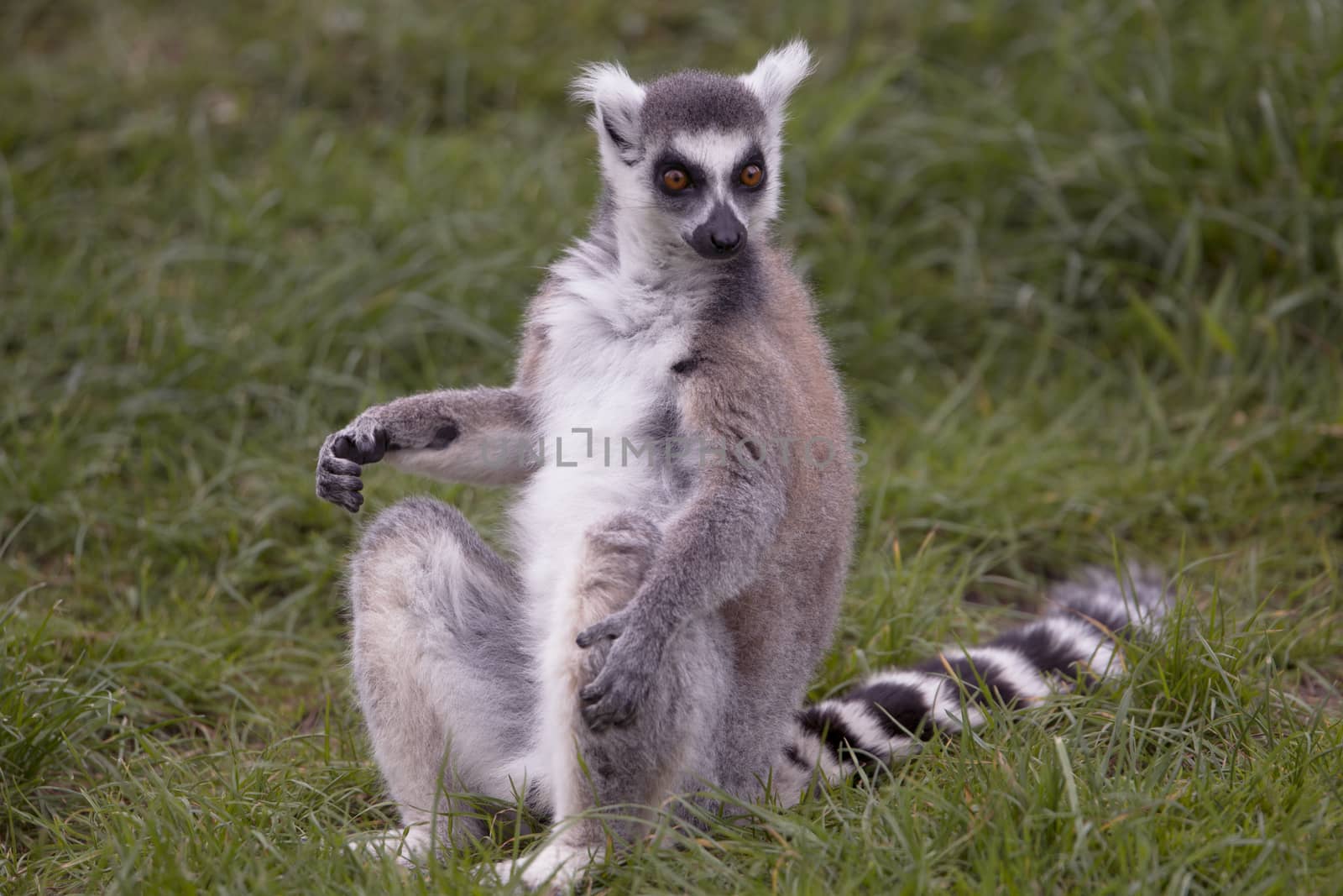 Lemur by avanheertum