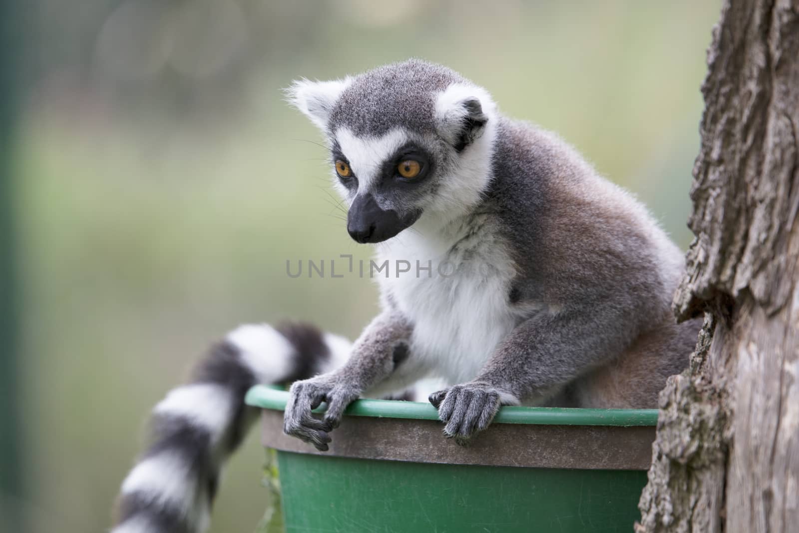 Lemur staring down