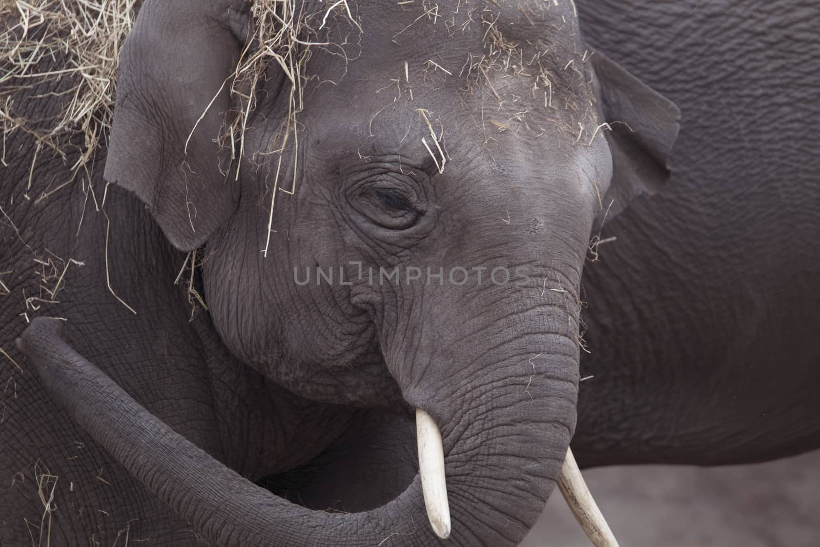 Elephant, closeup by avanheertum