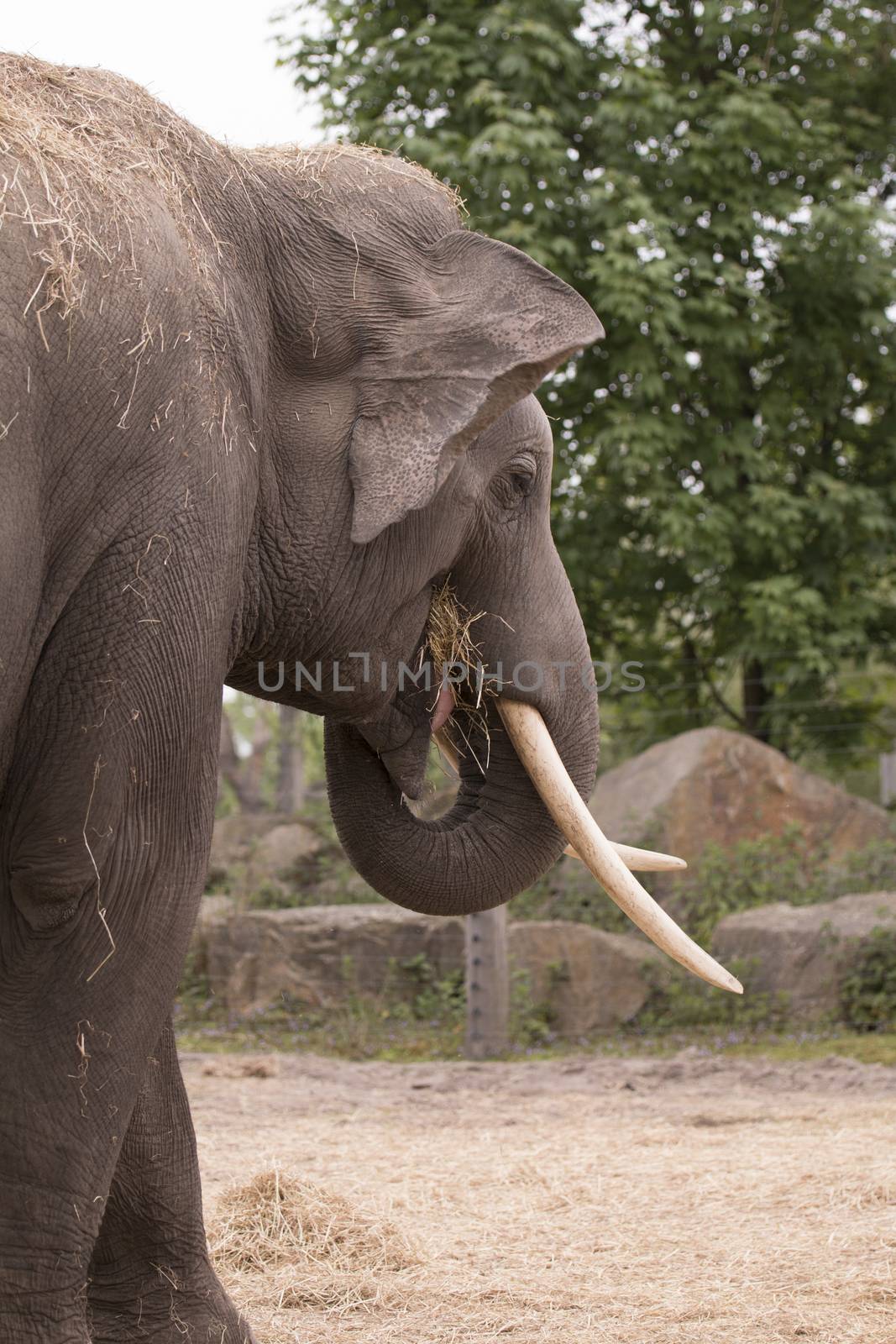 Elephant, eating, headshot