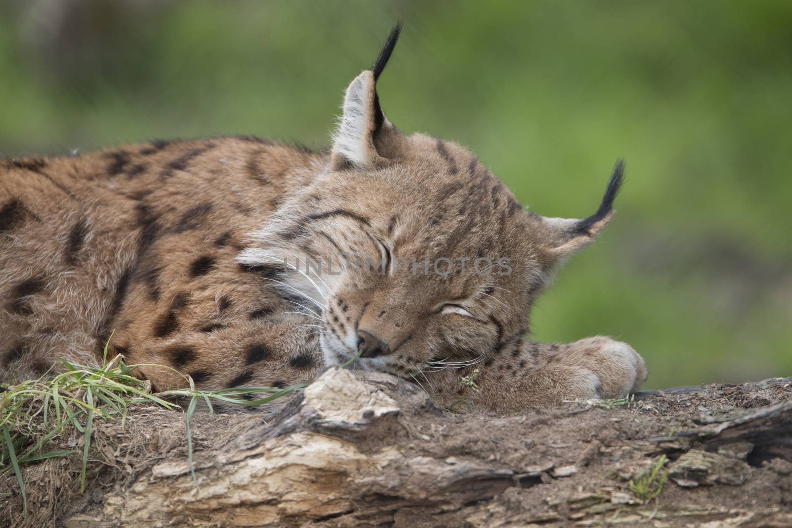 European lynx sleeping