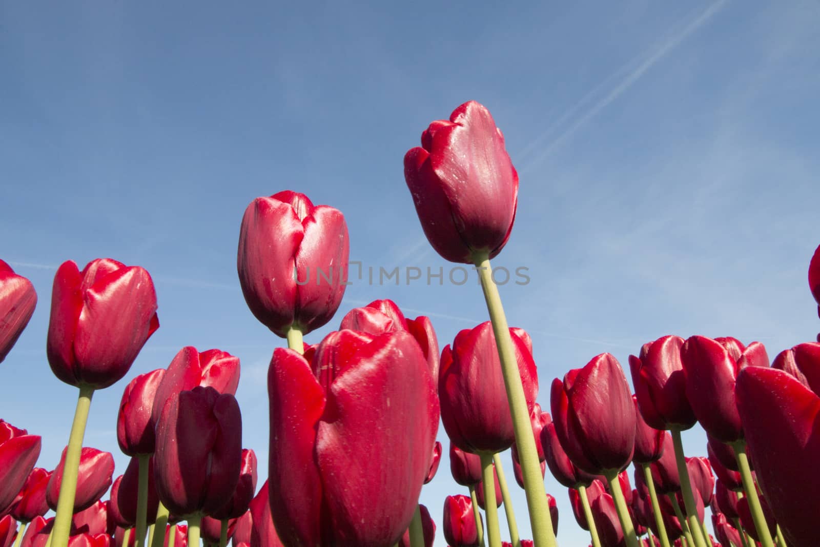Red tulips against blue sky for background