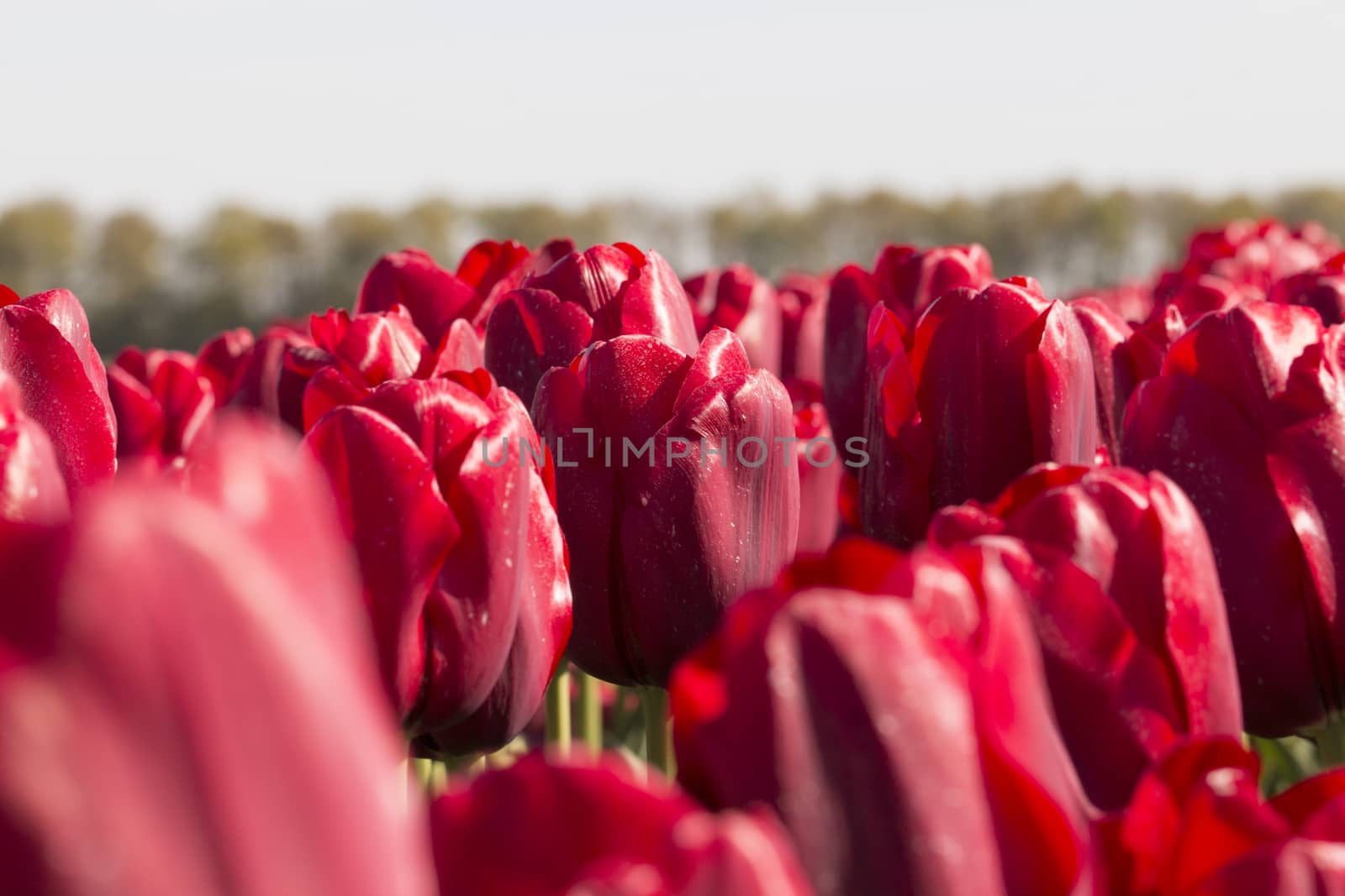 Red tulips for background by avanheertum