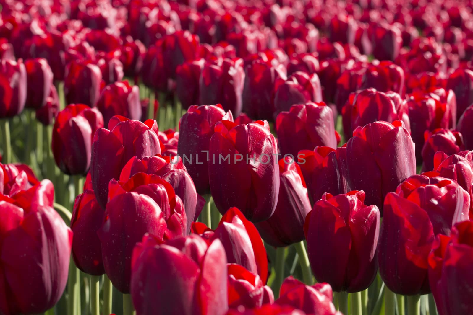Field of red tulips by avanheertum
