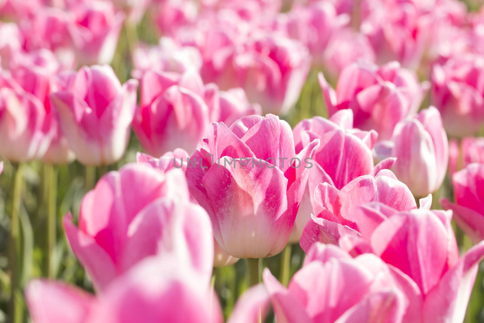 Field of pink tulips by avanheertum