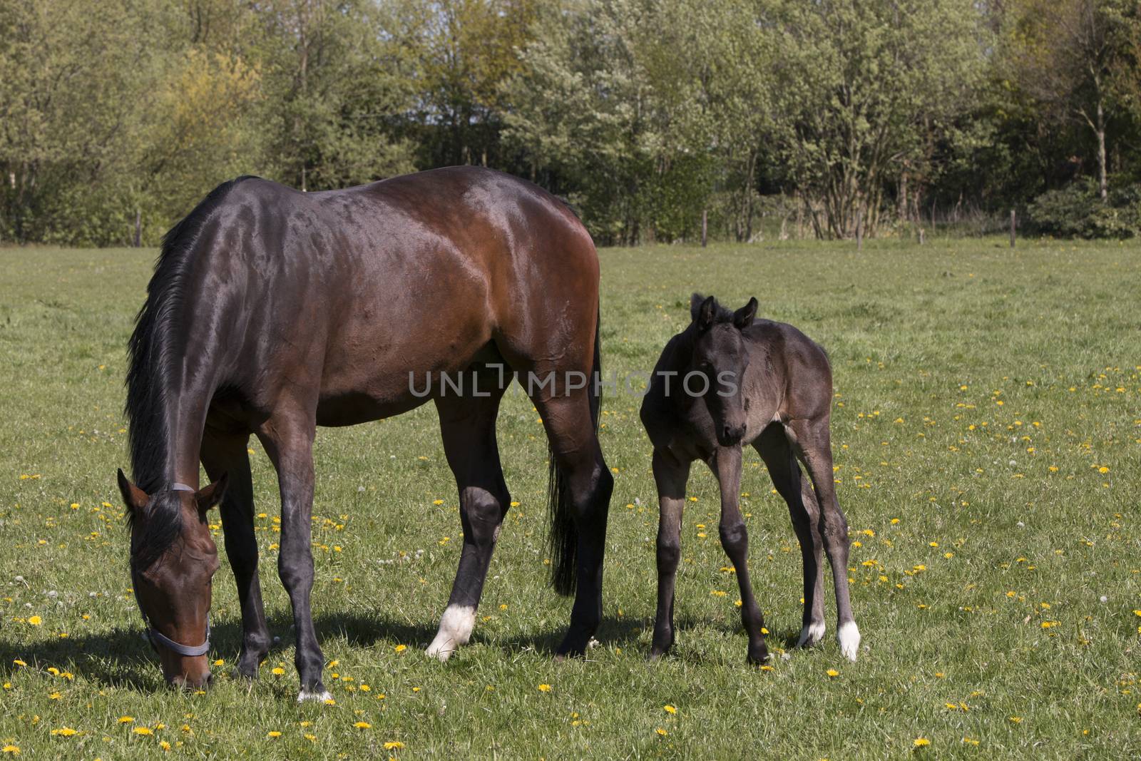 Mare and foal standing in grassland