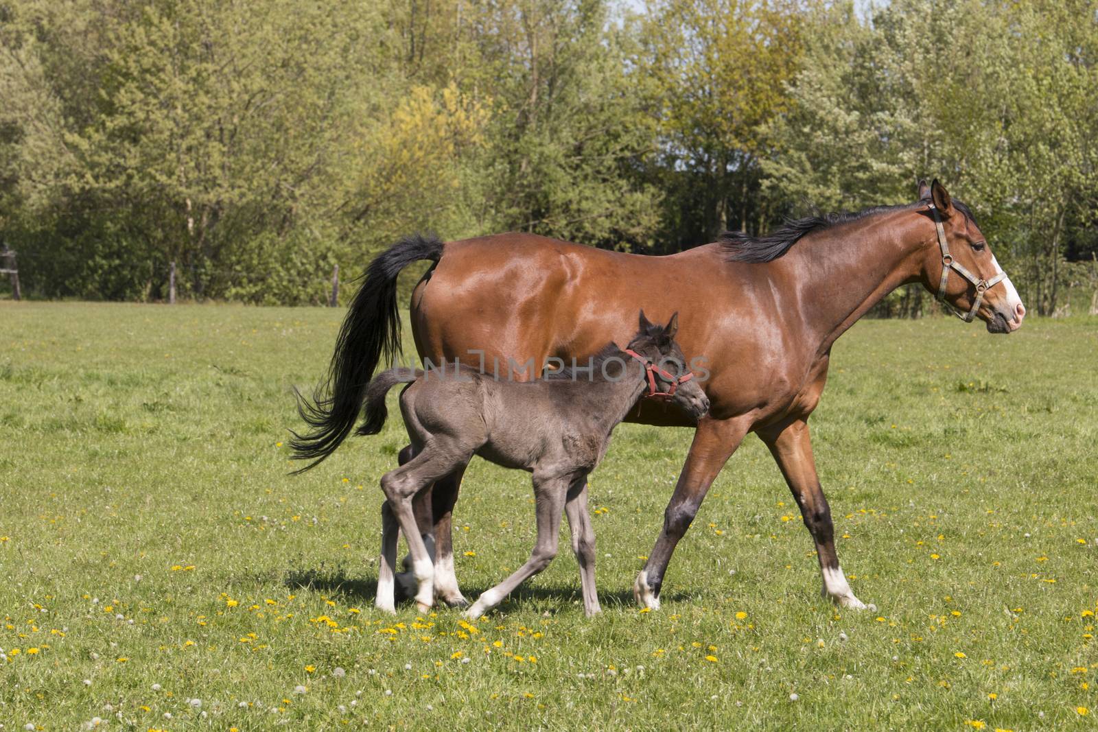 Mare and foal in grass land