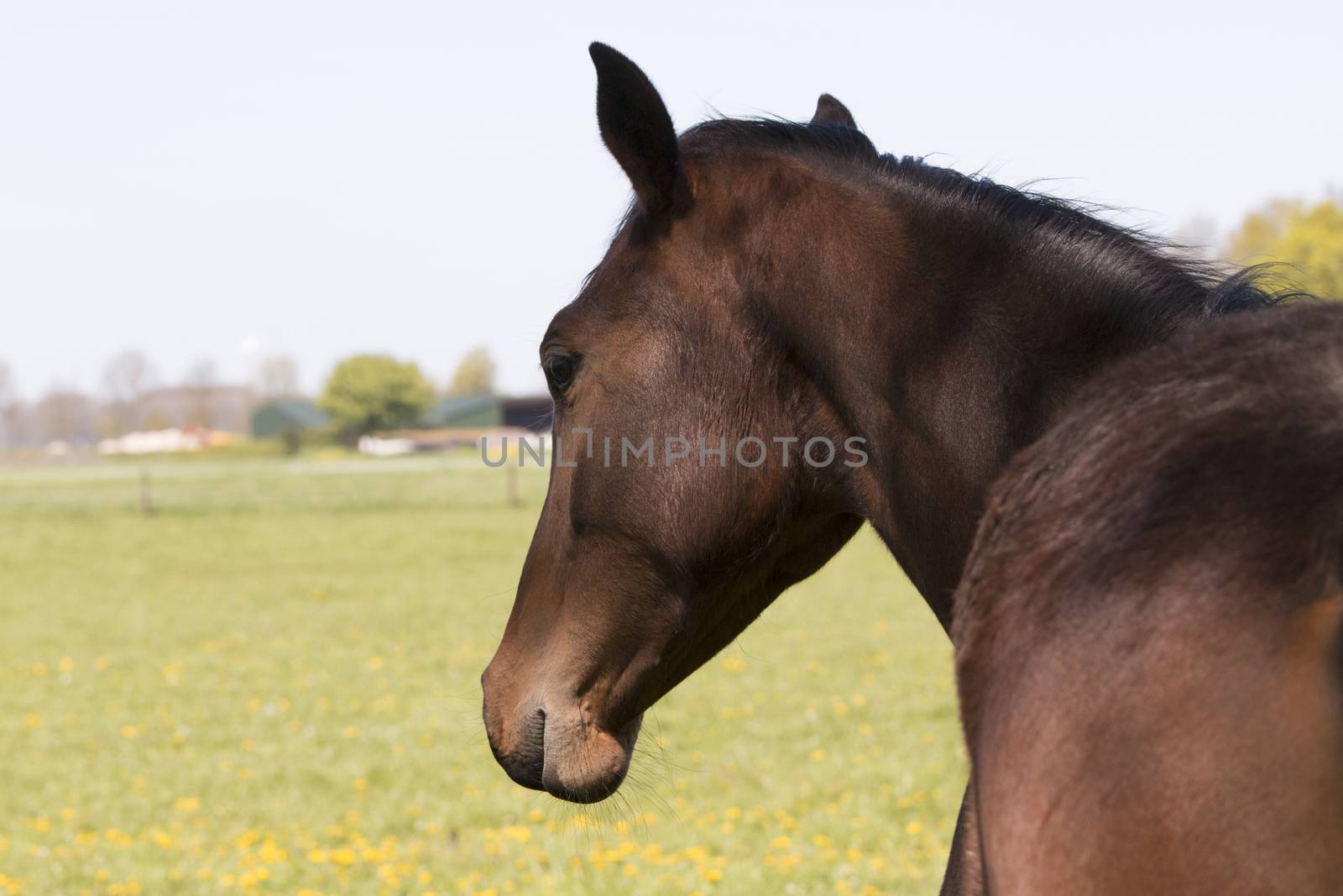 Horse headshot  by avanheertum
