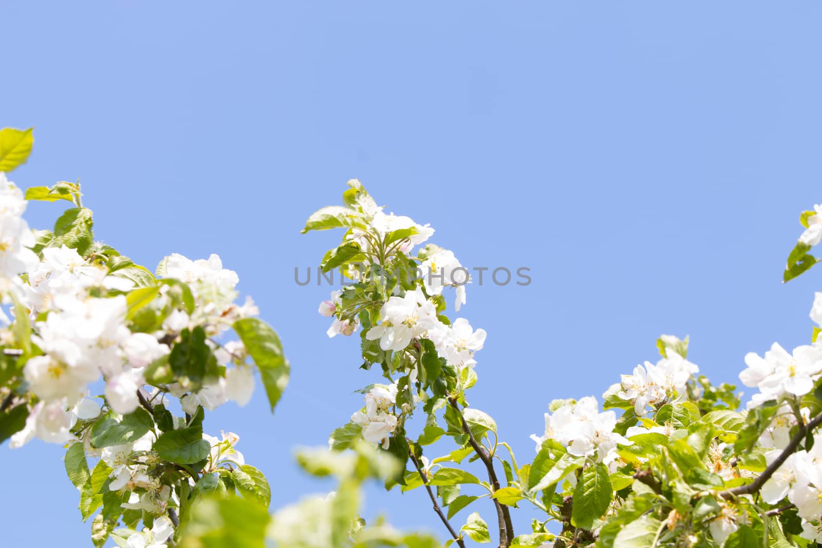 White plum blossom against a blue sky