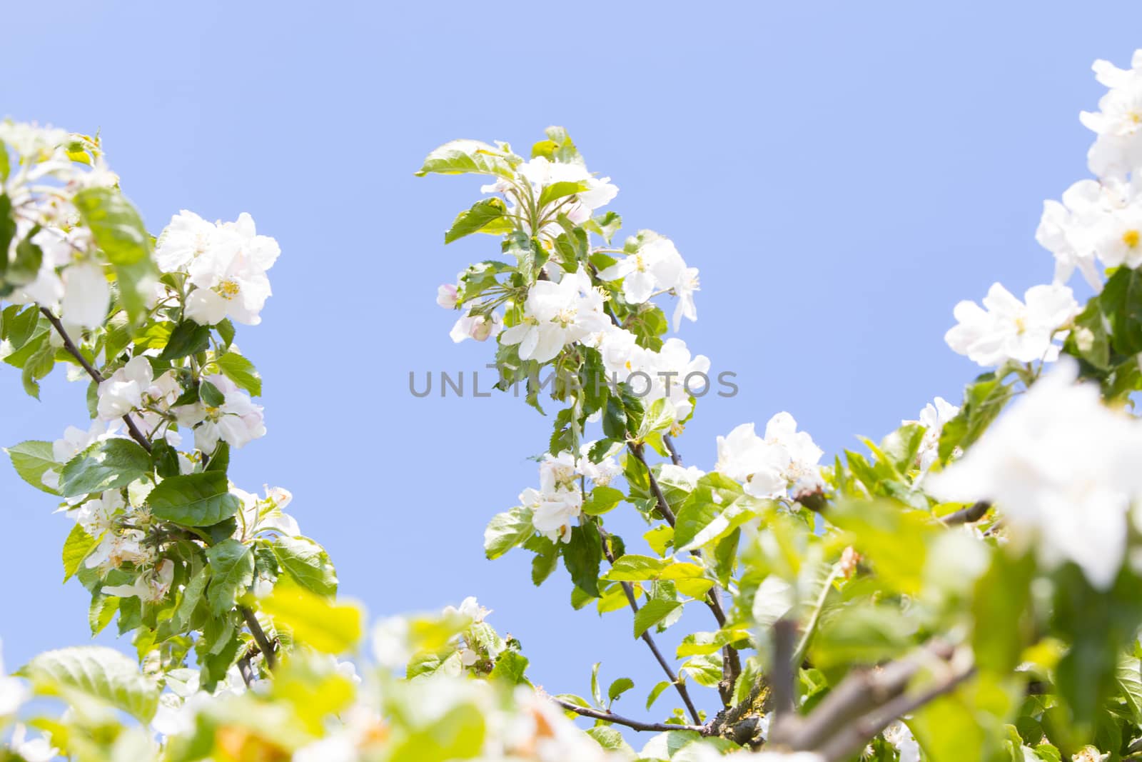 White plum blossom against blue sky by avanheertum